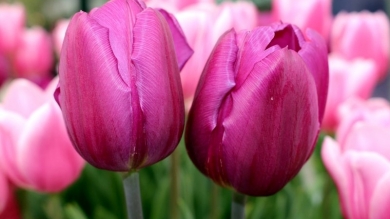 Dzień Kobiet- 8 marca