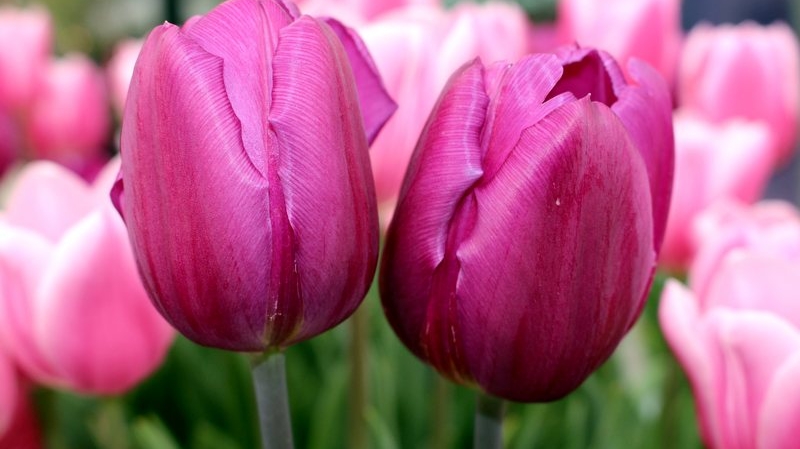 Dzień Kobiet- 8 marca